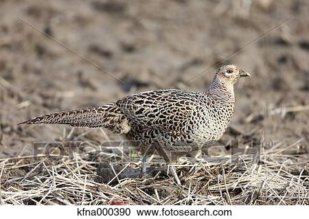 Pheasant View Large Photo Image Stock Image - Pheasant. Fotosearch