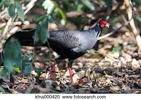 Stock Image - Pheasant. Fotosearch