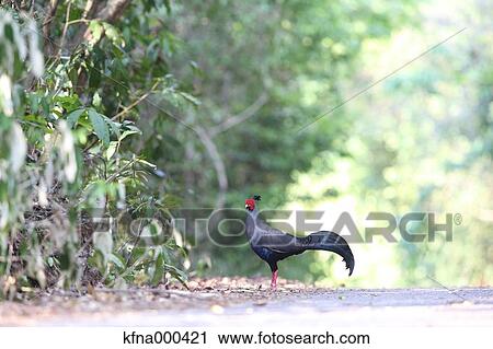 Pheasant View Large Photo Image Stock Image - Pheasant. Fotosearch