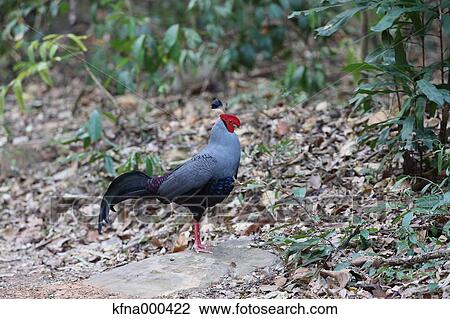 Pheasant View Large Photo Image Stock Image - Pheasant. Fotosearch