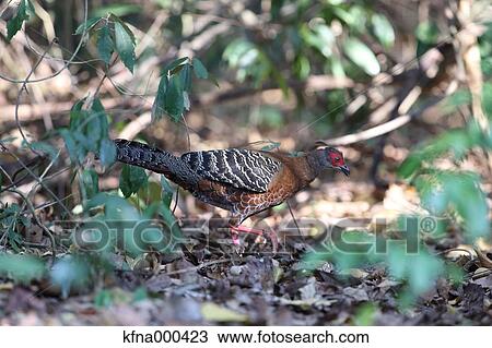 Stock Image - Pheasant. Fotosearch
