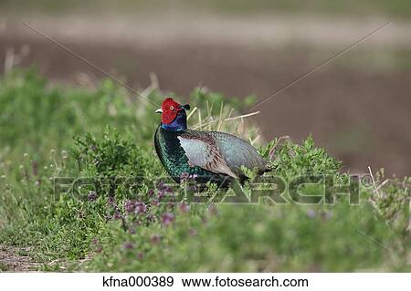 Pheasant View Large Photo Image Stock Photo - Pheasant. Fotosearch