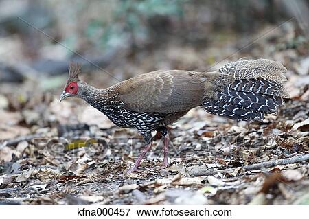 Pheasant View Large Photo Image Stock Photo - Pheasant. Fotosearch