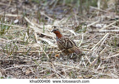 Pheasant View Large Photo Image Stock Photograph - Pheasant. Fotosearch