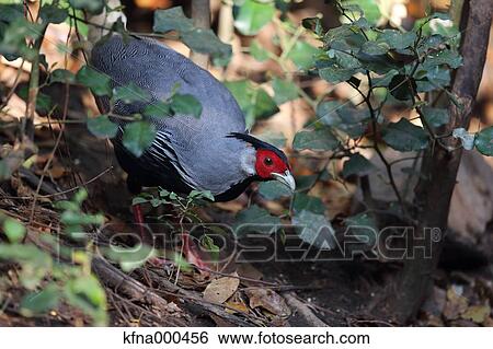 Pheasant View Large Photo Image Stock Photograph - Pheasant. Fotosearch
