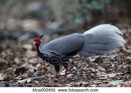 Pheasant View Large Photo Image Stock Photography - Pheasant. Fotosearch