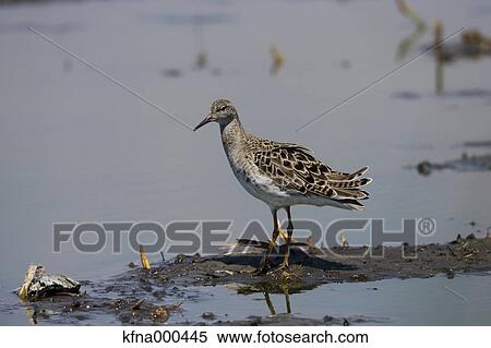 Philomachus Pugnax View Large Photo Image Stock Photography - Philomachus Pugnax. Fotosearch