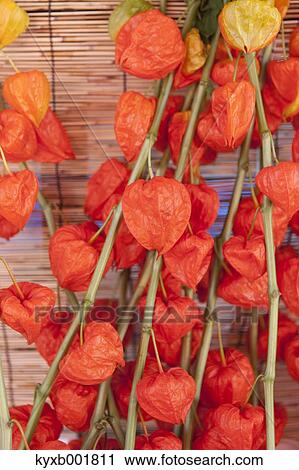 Physalis Alkekengi View Large Photo Image Stock Image - Physalis Alkekengi. Fotosearch