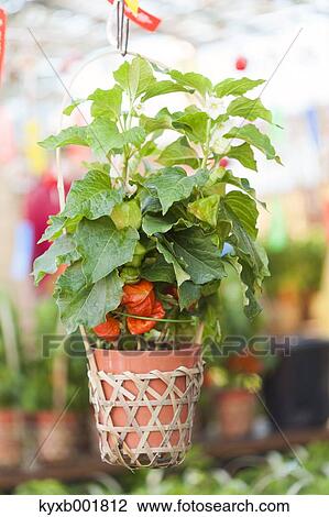 Physalis Alkekengi View Large Photo Image Stock Image - Physalis Alkekengi. Fotosearch