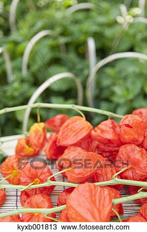 Physalis Alkekengi View Large Photo Image Stock Image - Physalis Alkekengi. Fotosearch