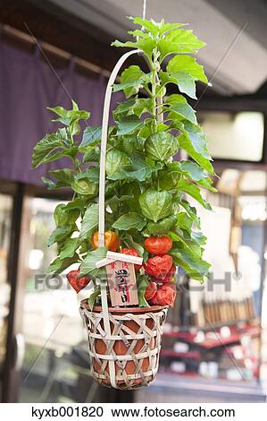 Stock Image - Physalis Alkekengi. Fotosearch