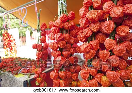Physalis Alkekengi View Large Photo Image Stock Photo - Physalis Alkekengi. Fotosearch