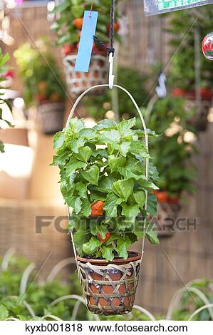 Physalis Alkekengi View Large Photo Image Stock Photo - Physalis Alkekengi. Fotosearch