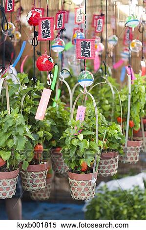 Stock Photography - Physalis Alkekengi. Fotosearch