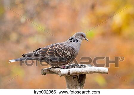 Pigeon View Large Photo Image Stock Photograph - Pigeon. Fotosearch