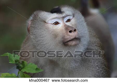 Pigtailed Macaque View Large Photo Image Stock Photo - Pigtailed Macaque. Fotosearch