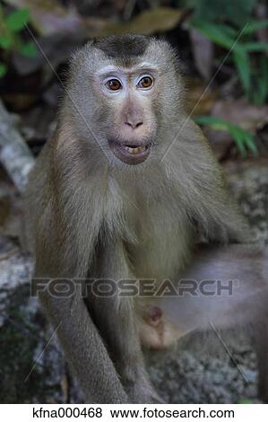 Pigtailed Macaque View Large Photo Image Stock Photo - Pigtailed Macaque. Fotosearch