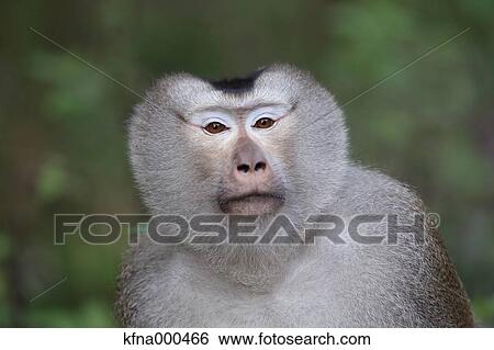 Pigtailed Macaque View Large Photo Image Stock Photograph - Pigtailed Macaque. Fotosearch