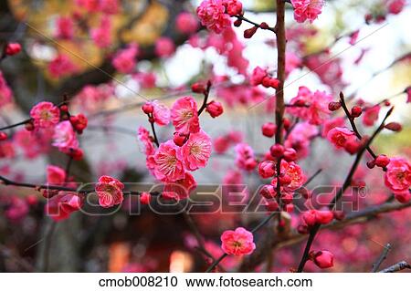 Plum Blossom View Large Photo Image Stock Image - Plum Blossom. Fotosearch