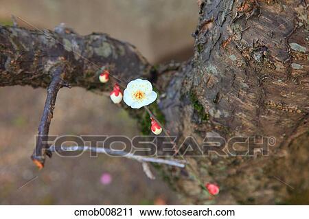 Plum Blossom View Large Photo Image Stock Image - Plum Blossom. Fotosearch