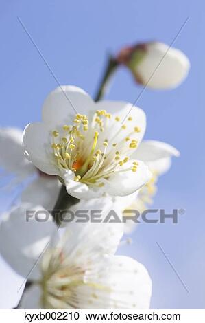 Plum Blossom View Large Photo Image Stock Image - Plum Blossom. Fotosearch