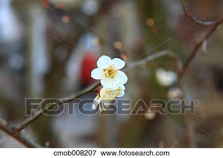 Plum Blossom View Large Photo Image Stock Photo - Plum Blossom. Fotosearch