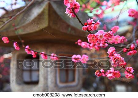 Stock Photo - Plum Blossom. Fotosearch