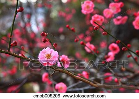 Plum Blossom View Large Photo Image Stock Photograph - Plum Blossom. Fotosearch