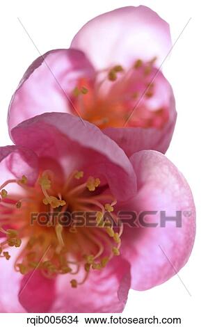 Plum blossoms View Large Photo Image Picture - Plum blossoms. Fotosearch