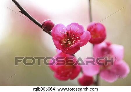 Picture - Plum blossoms. Fotosearch