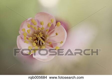 Plum blossoms View Large Photo Image Picture - Plum blossoms. Fotosearch