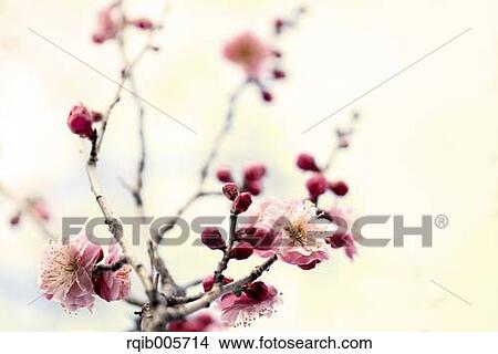 Picture - Plum blossoms. Fotosearch