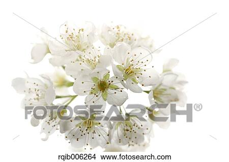 Picture - Plum blossoms. Fotosearch
