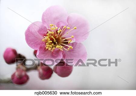 Plum blossoms View Large Photo Image Stock Image - Plum blossoms. Fotosearch