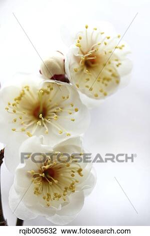 Stock Image - Plum blossoms. Fotosearch