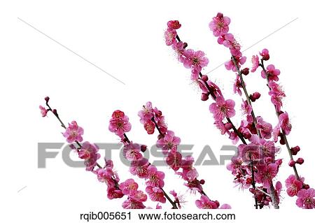 Plum blossoms View Large Photo Image Stock Image - Plum blossoms. Fotosearch