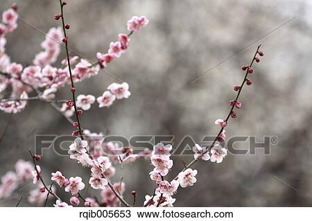Plum blossoms View Large Photo Image Stock Image - Plum blossoms. Fotosearch