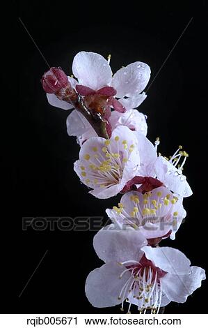 Stock Image - Plum blossoms. Fotosearch