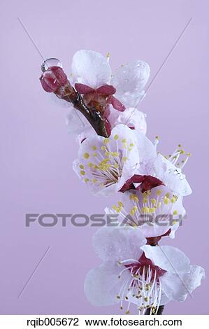 Stock Image - Plum blossoms. Fotosearch