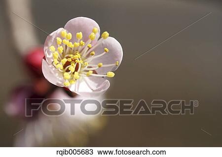 Plum blossoms View Large Photo Image Stock Image - Plum blossoms. Fotosearch