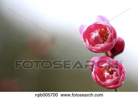 Plum blossoms View Large Photo Image Stock Image - Plum blossoms. Fotosearch
