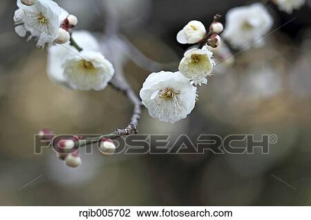 Plum blossoms View Large Photo Image Stock Image - Plum blossoms. Fotosearch