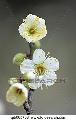 Stock Image - Plum blossoms. Fotosearch