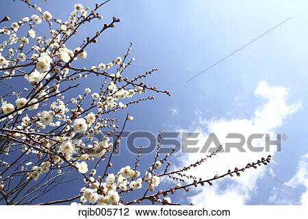Plum blossoms View Large Photo Image Stock Image - Plum blossoms. Fotosearch