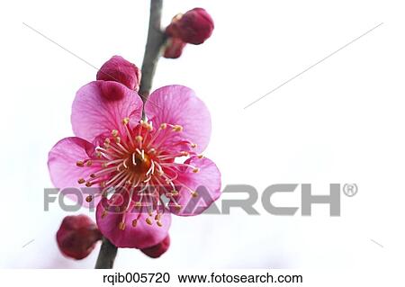 Plum blossoms View Large Photo Image Stock Image - Plum blossoms. Fotosearch