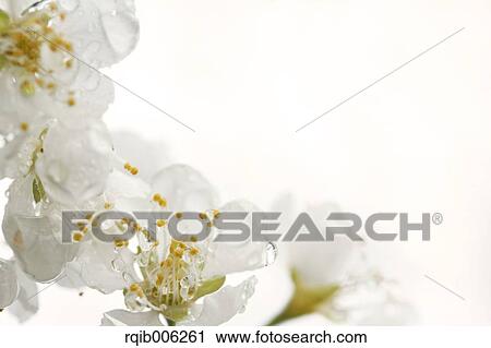 Plum blossoms View Large Photo Image Stock Image - Plum blossoms. Fotosearch