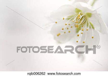 Stock Image - Plum blossoms. Fotosearch