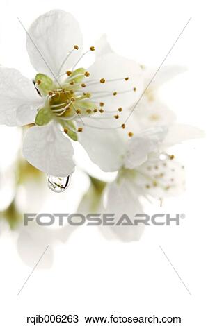 Plum blossoms View Large Photo Image Stock Image - Plum blossoms. Fotosearch