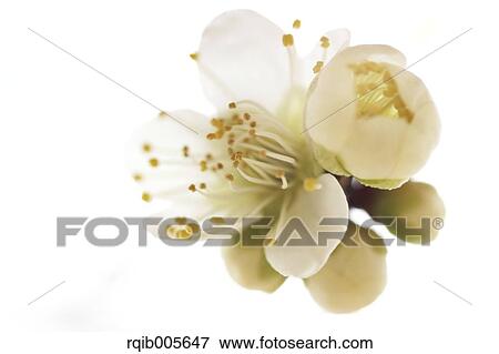Plum blossoms View Large Photo Image Stock Photo - Plum blossoms. Fotosearch