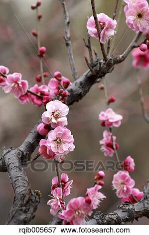Plum blossoms View Large Photo Image Stock Photo - Plum blossoms. Fotosearch
